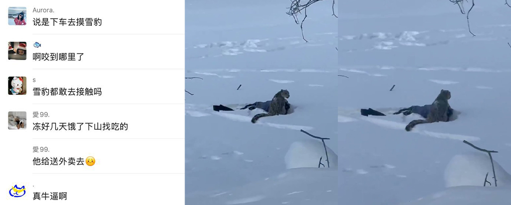 可可托海学院雪豹伤人事件xxn误把猛兽当萌宠